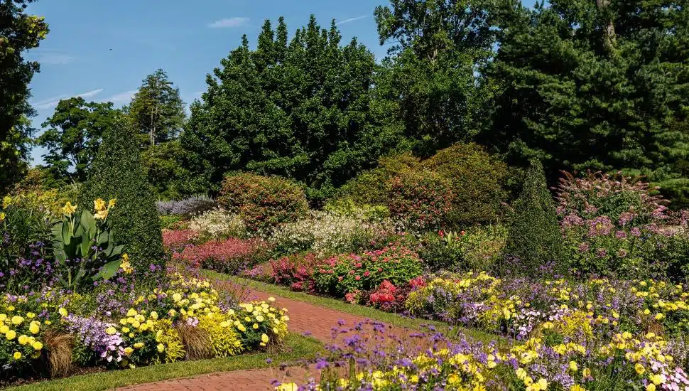 Colorful flowers along walkway at Longwood Gardens.