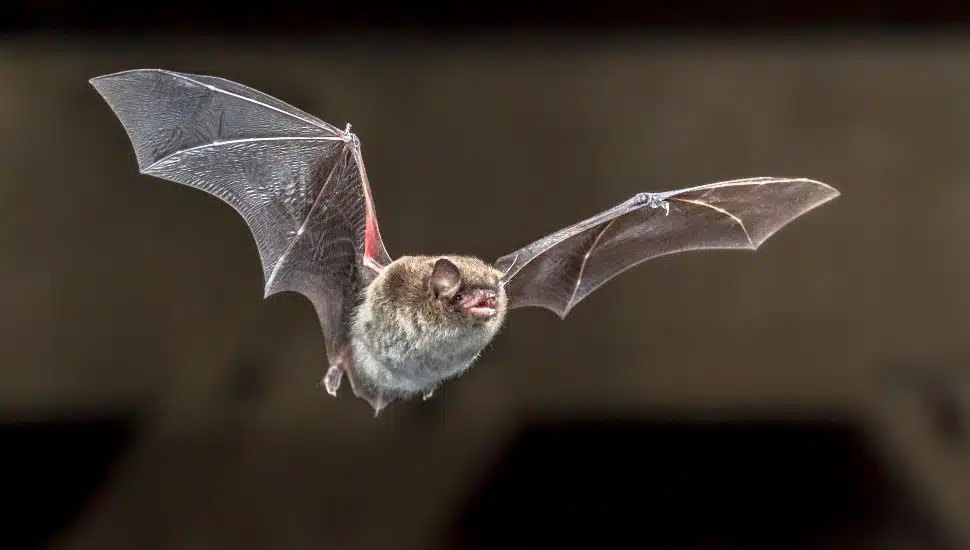 Flying bat in air with darkness around it.