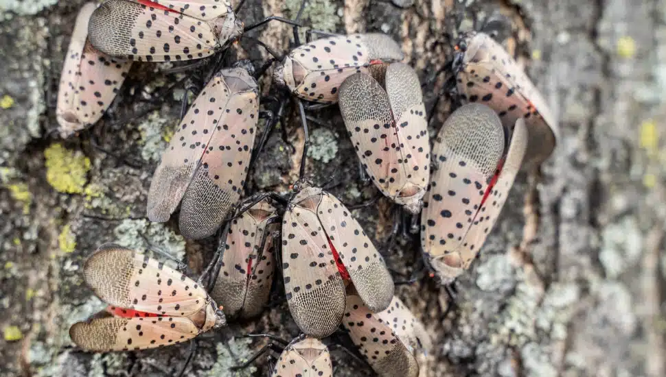 A spotted lanternfly swarm along a tree exterior.