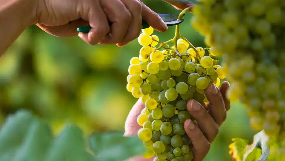 Person's hands cut white grapes off vineyard vine.