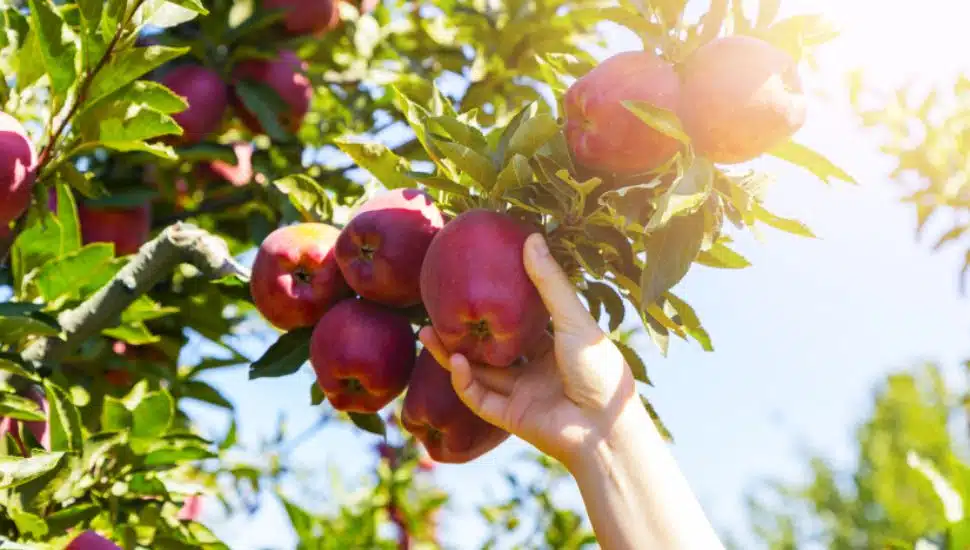 A hand picking apples against a blue sky.