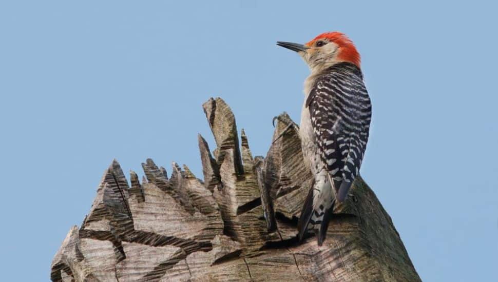 An orange and black bird perched on a "tree sculpture," photographed by David Korbonits.