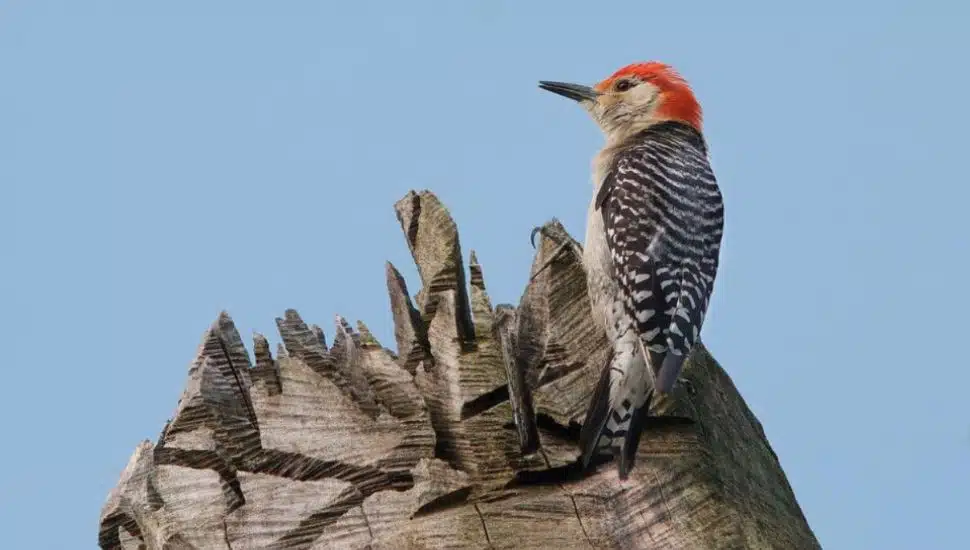 An orange and black bird perched on a "tree sculpture," photographed by David Korbonits.