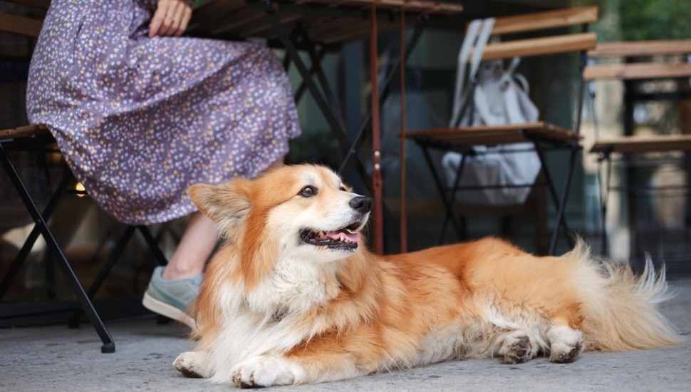 A dog at a restaurant's outdoor patio.