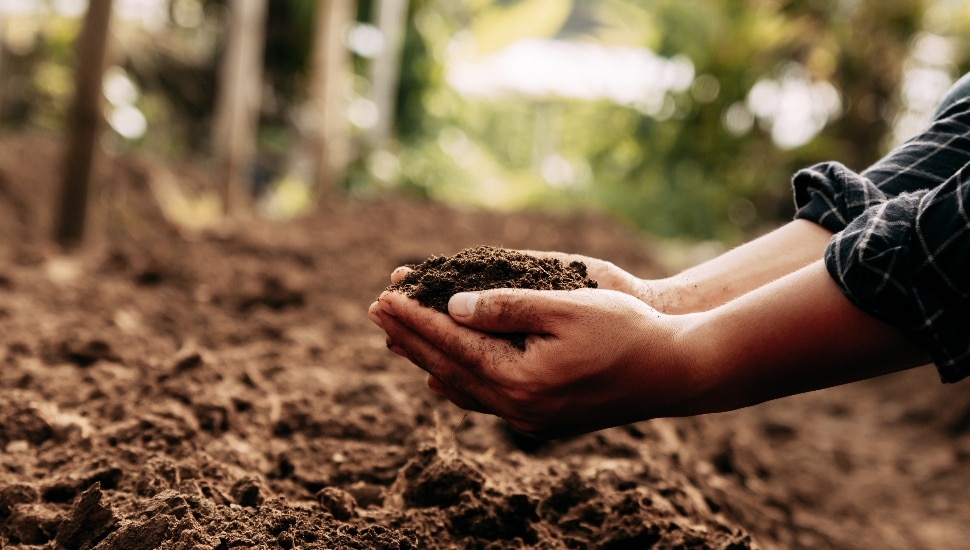 Person holding some dirt.