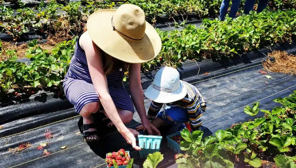 Two people pick berries at Malvern's Sugartown Strawberries.
