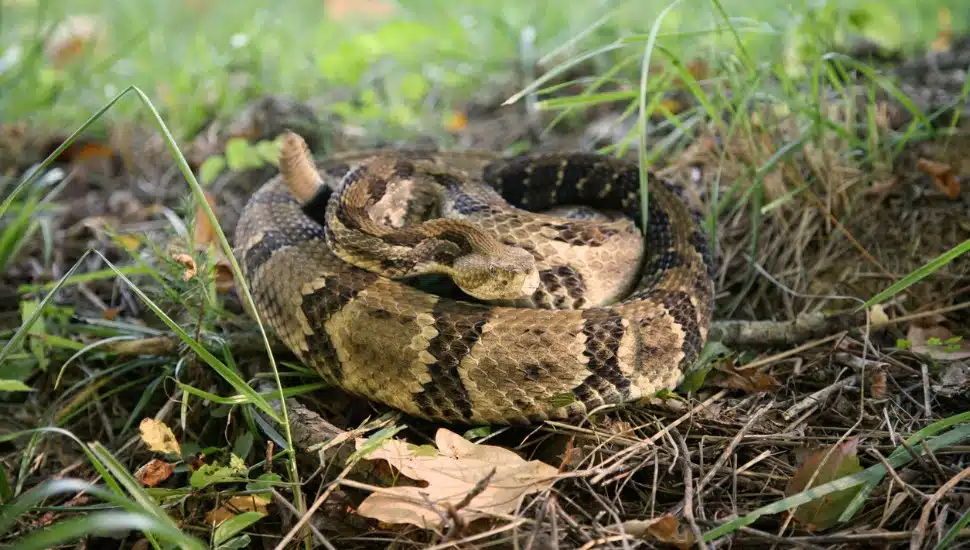 Rare Rattlesnake Sneaking Around in Willistown Township