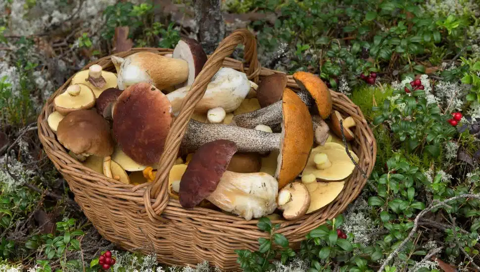 Wicker Basket Full of Various Kinds of Edible Mushrooms in the Forest.