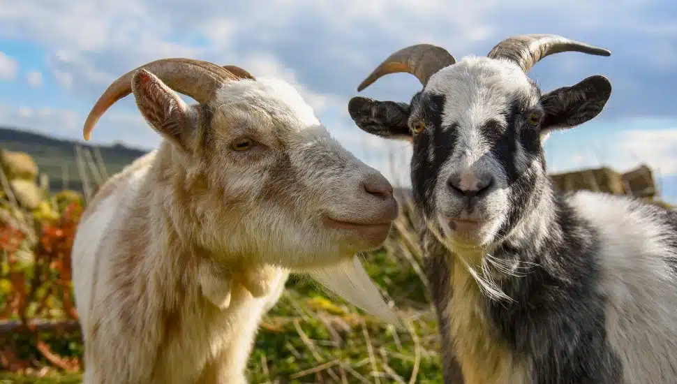 Two goats with horns.