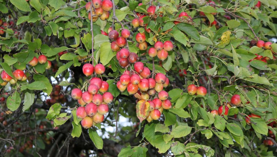 Tree with nuts on it.