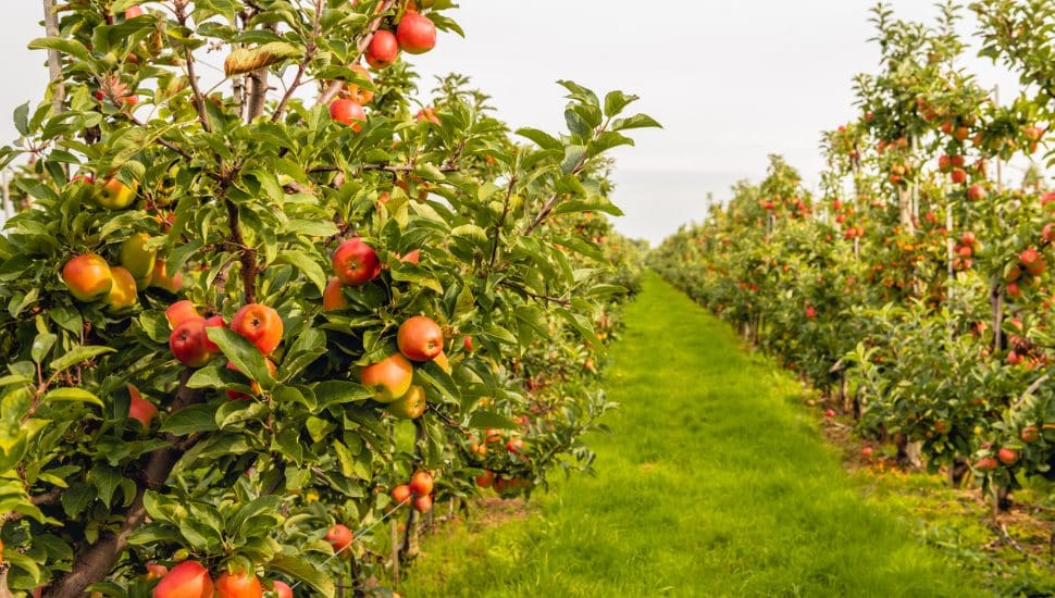 An outdoor apple orchard with green trees and red apples.