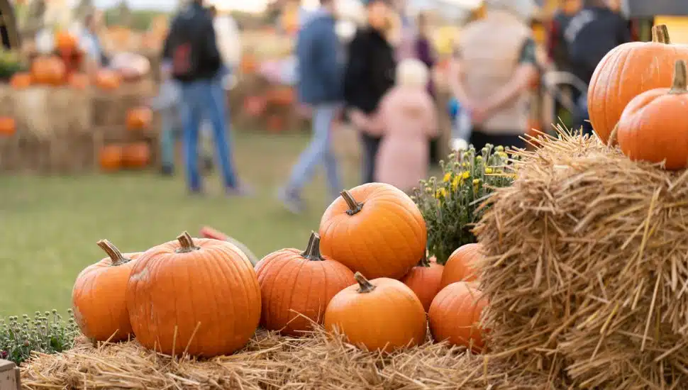 Orange pumpkins stacked on a hay bale at an outdoor pumpkin patch.