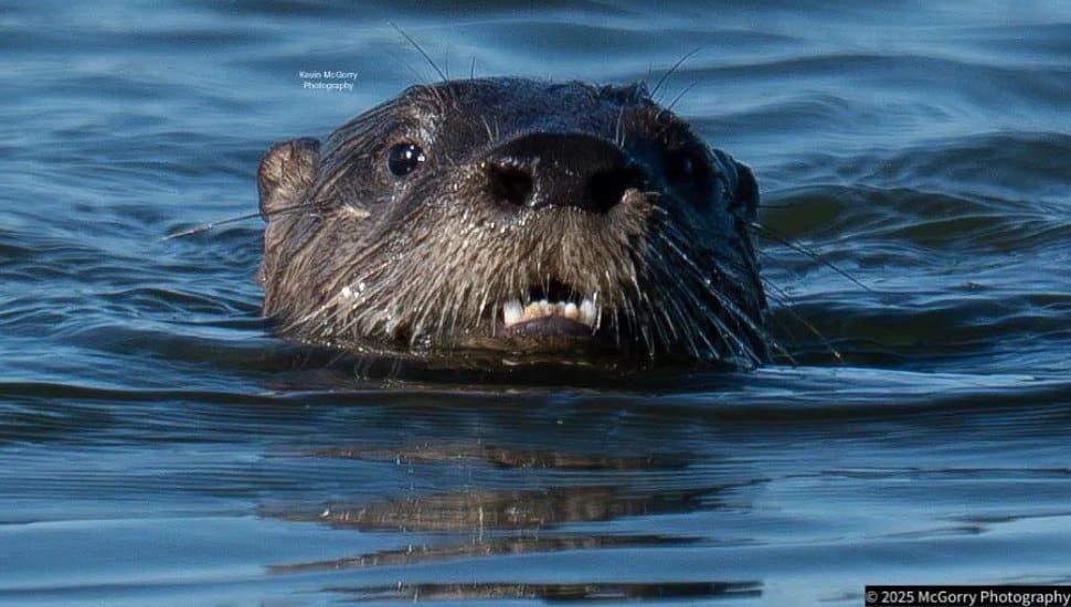 River otter.