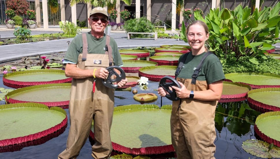Two Longwood workers in waterlily pond holding weights.
