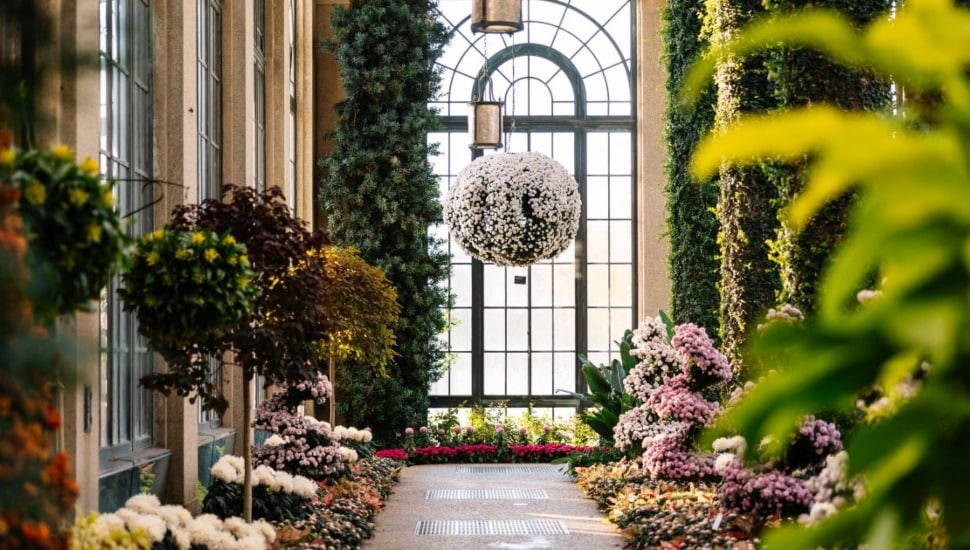 Chrysanthemum hallway at Longwood.