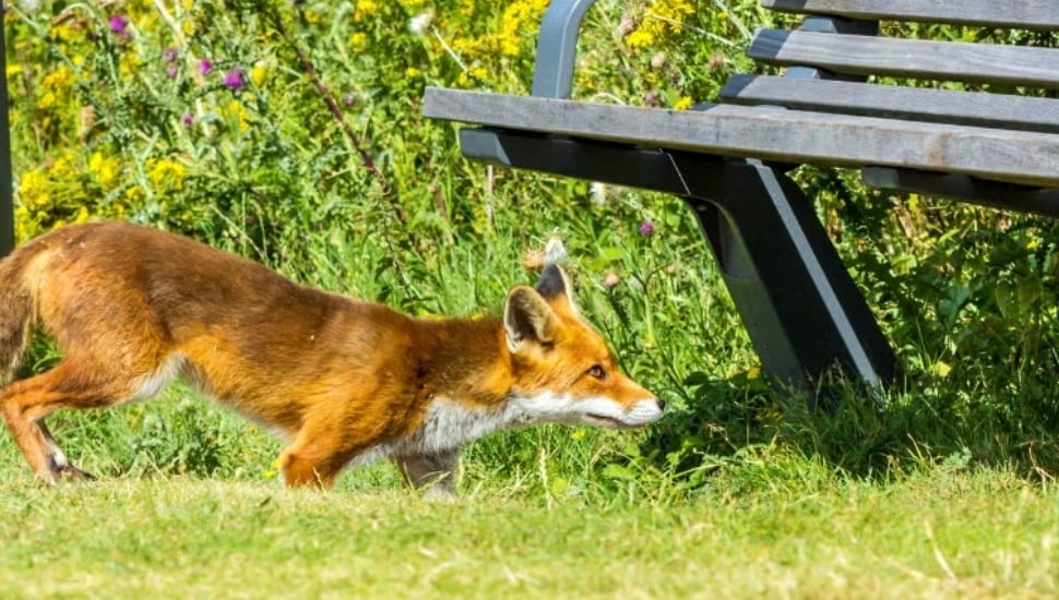 Fox near park bench.