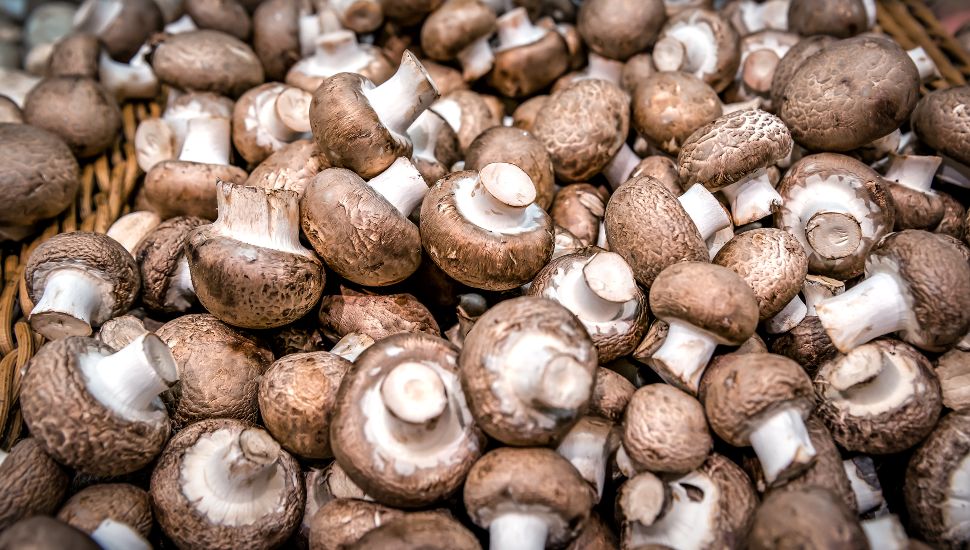 Common brown mushrooms in a pile.