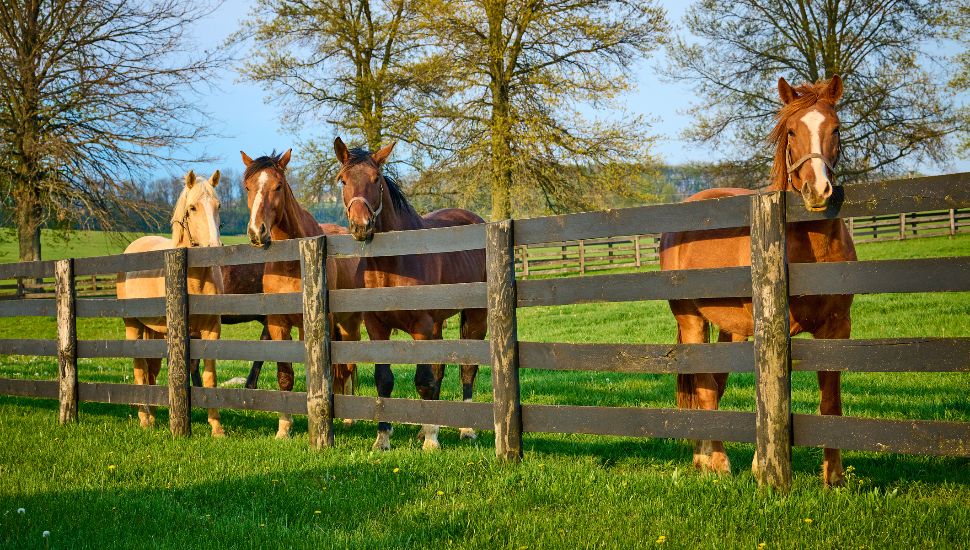 Group of horses looking over a fence at a horse farm.