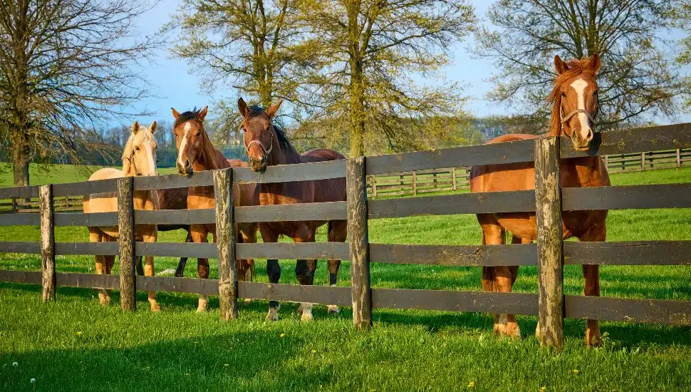 Group of horses looking over a fence at a horse farm.