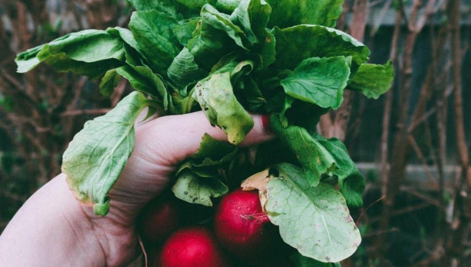 A hand holding freshly harvested radishes with green leafy tops, symbolizing fresh produce available at local farmers markets.