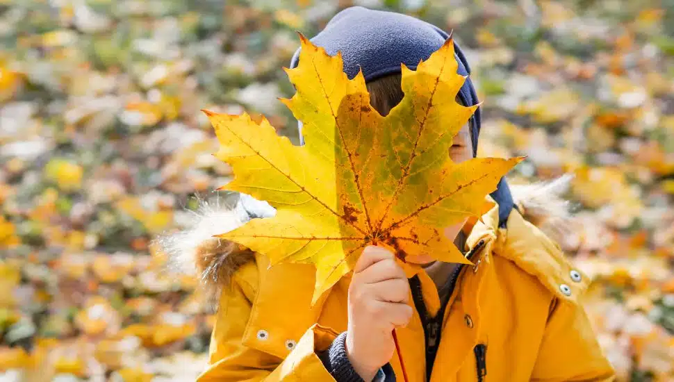 Little boy hides his face with giant yellow leaf.