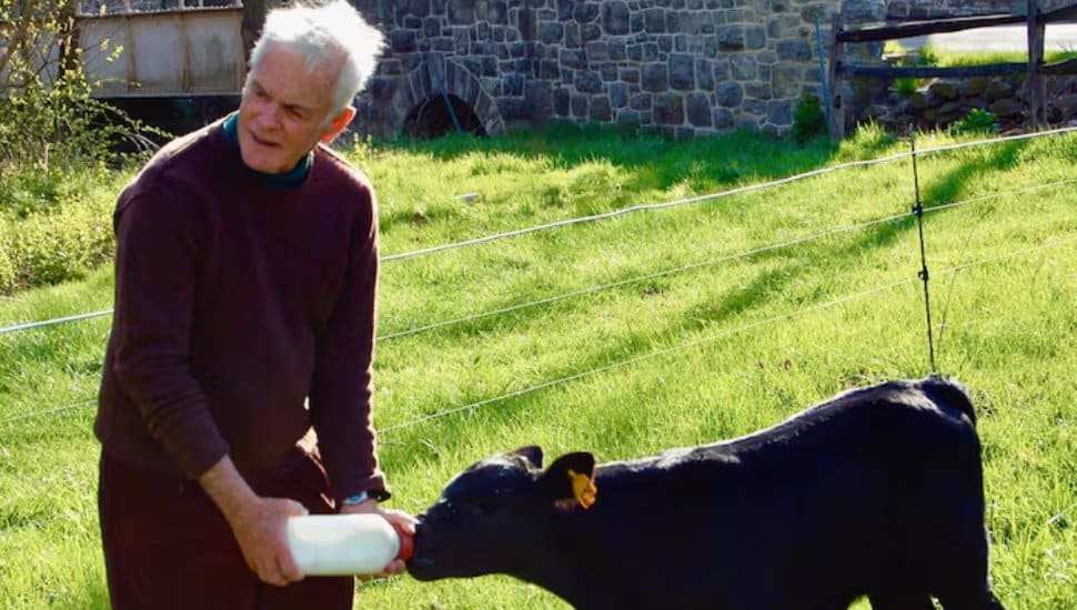 William Elkins outside feeding a calf.