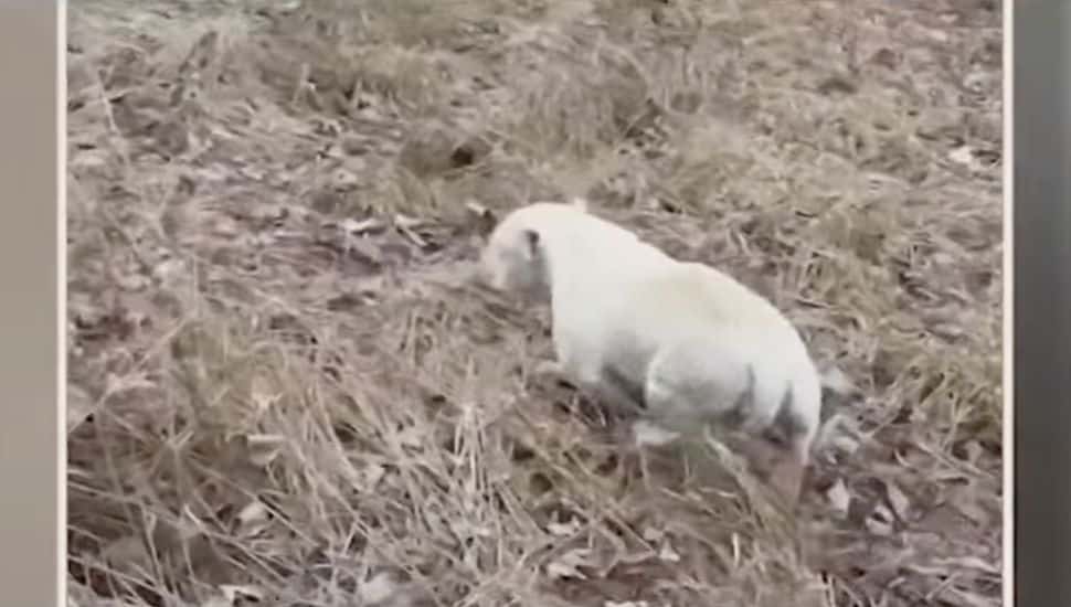 White dog in the woods.