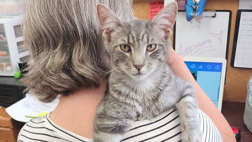 Woman holding gray cat on her shoulder.