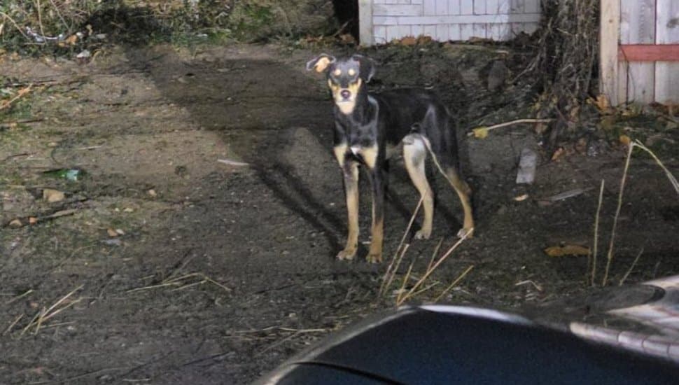 Recovery Group Rescues ‘Neighborhood Doberman’ Roaming Local Area
