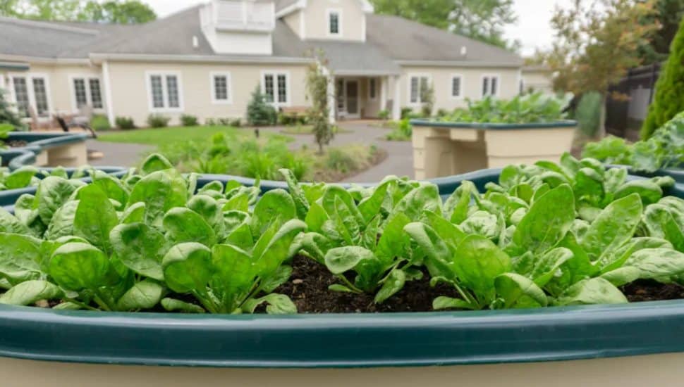 Raised garden beds with leafy greens outside a senior living community building.