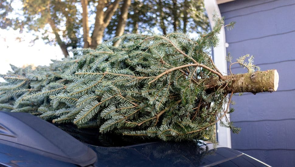 christmas tree on top of a car.