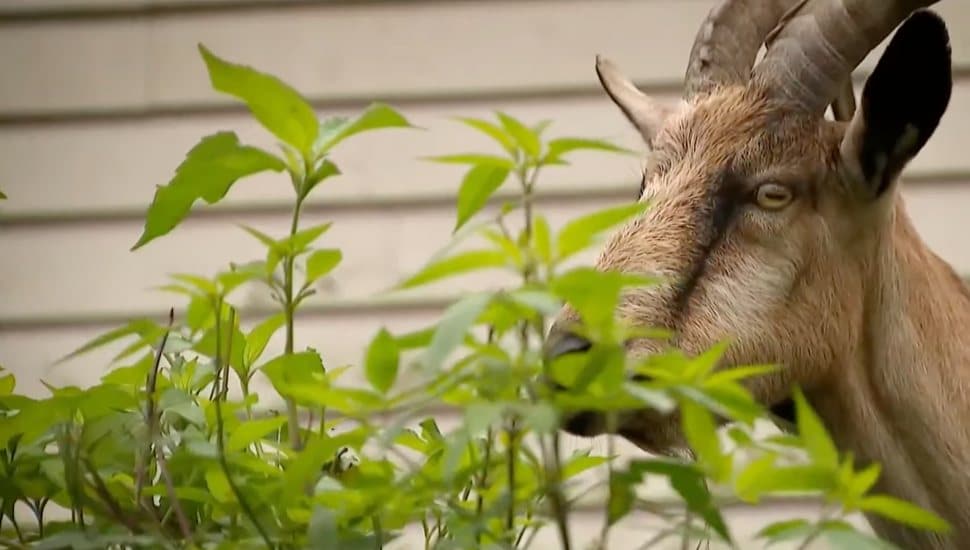 Goat eating weeds.