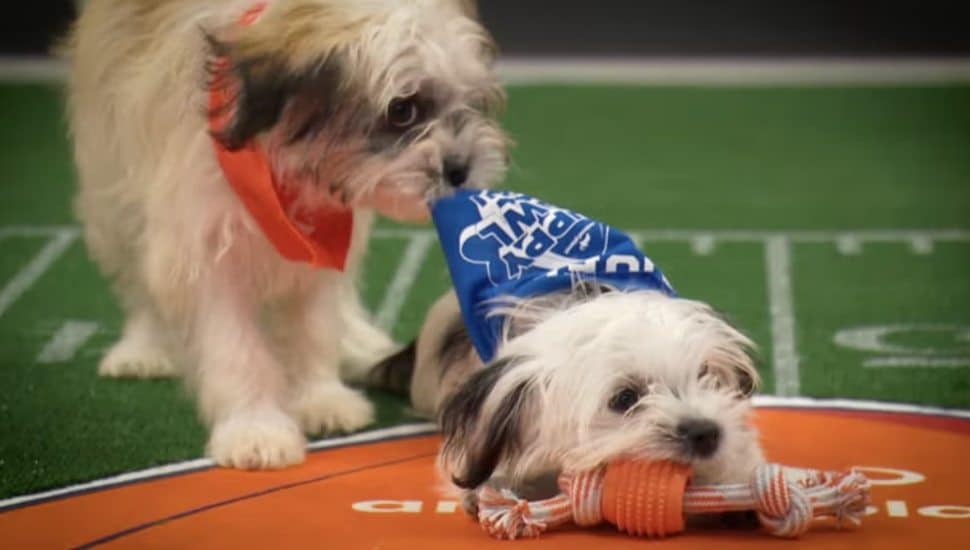 Two puppies in bandanas at the annual Animal Planet Puppy Bowl.