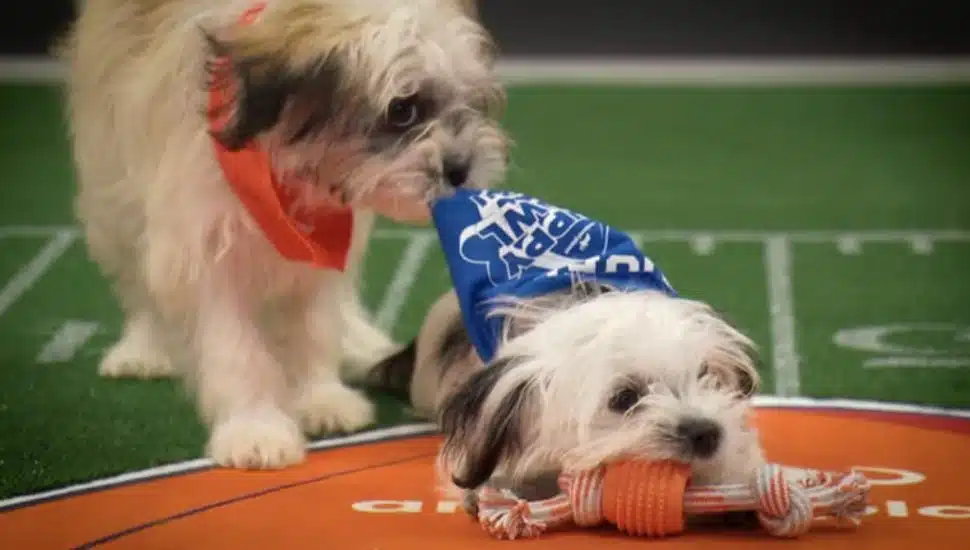 Two puppies in bandanas at the annual Animal Planet Puppy Bowl.
