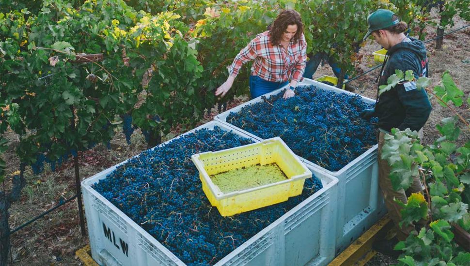 Two people in vineyard.