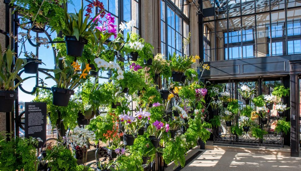 Longwood Gardens’ Scenic Beauty Offers Mid-Winter Mental Health Benefits
