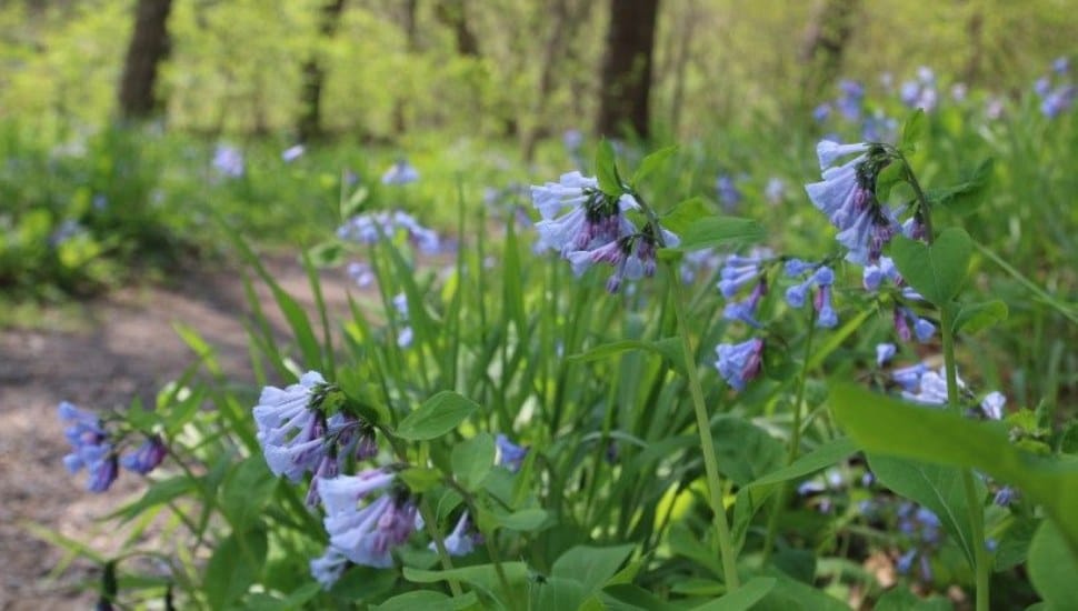 Blue flowers along a Brandywine Conservancy trail.