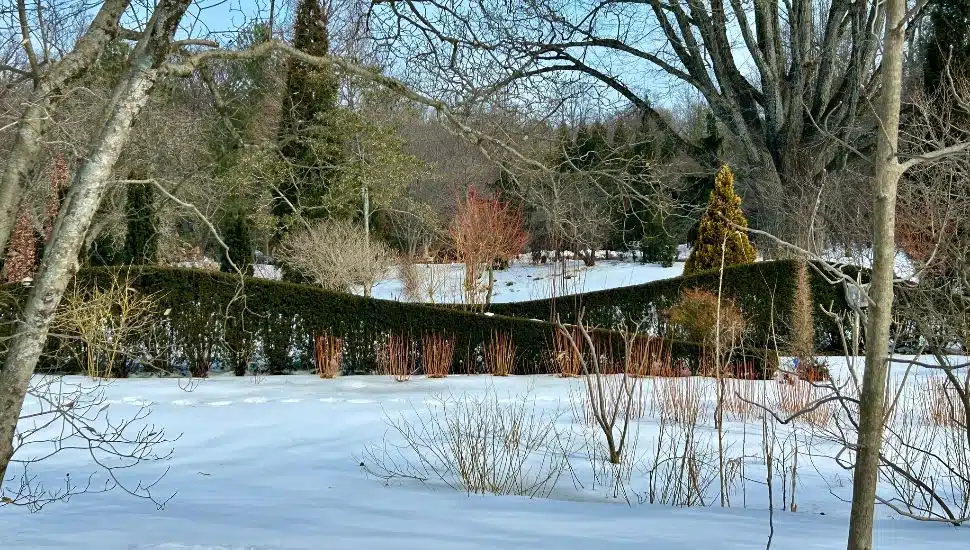 Chanticleer Garden in show with plants popping out.