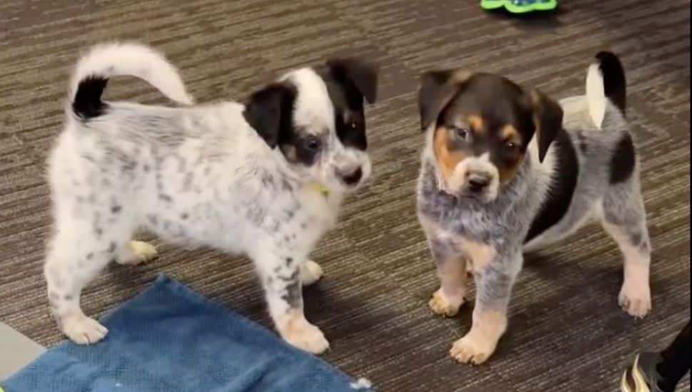 Two blue heeler puppies with Avondale's Lucky Dawg Animal Rescue.