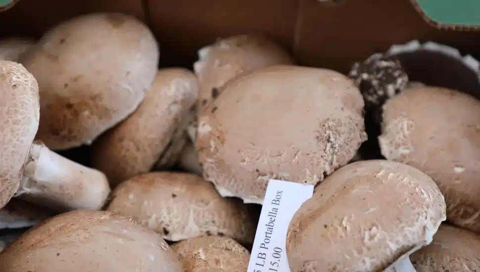 A box of Kennett Square mushrooms.