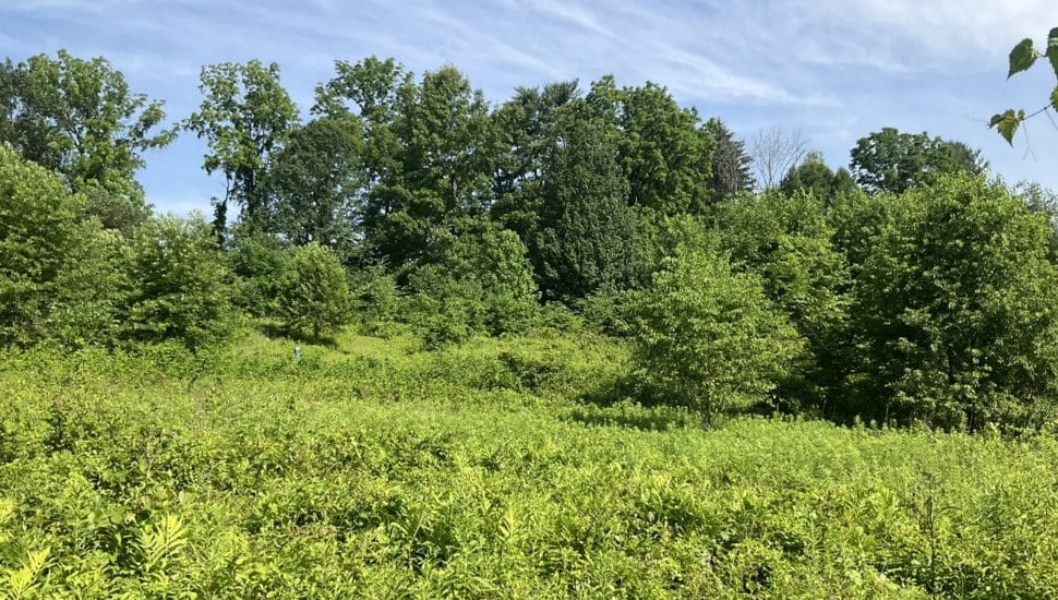 Willig land full of greenery.