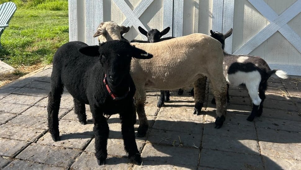 Chickens and Goats and Pigs, Oh My! Chester County Expands Pet Sitters’ Menagerie 