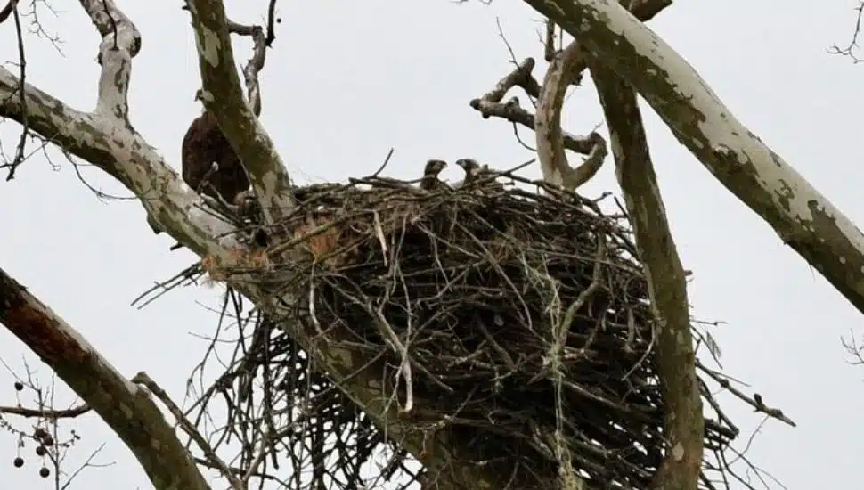 Baby eagles in their nest in Downingtown's Kerr Park.