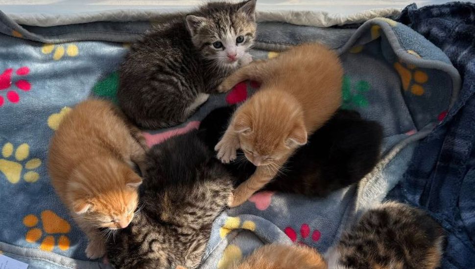 Two litters of kittens recently rescued from Lowe's Home Improvement in Downingtown.