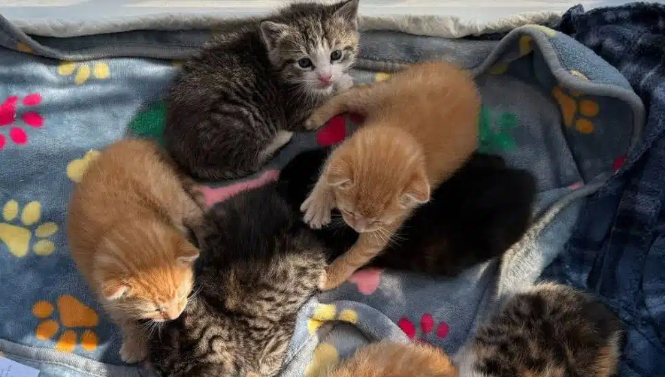 Two litters of kittens recently rescued from Lowe's Home Improvement in Downingtown.