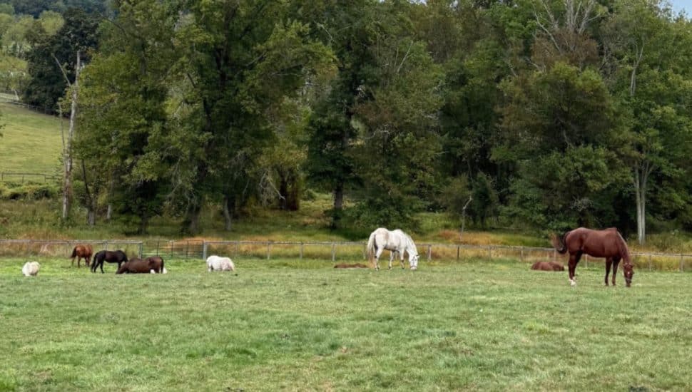 138-Year-Old Ryerss Farm in Chesco Offers Safe Haven for Retiree Horses