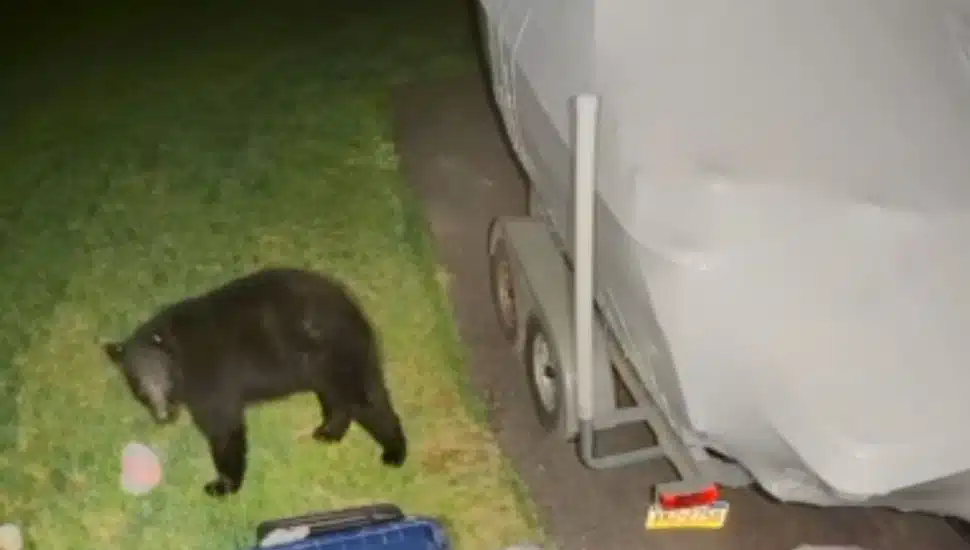 A Ring camera screenshot of the black bear roaming West Vincent township.