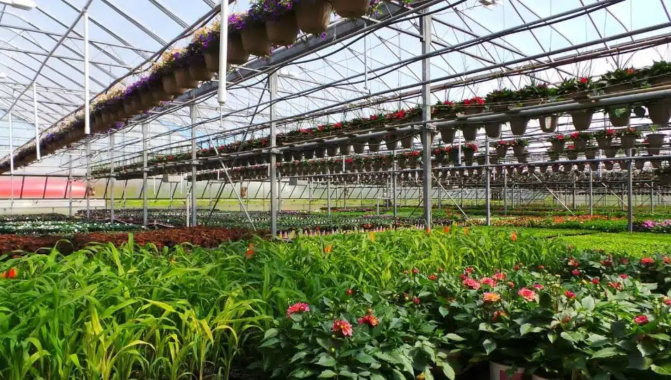 A spring plant lineup at Whalen's Greenhouses.