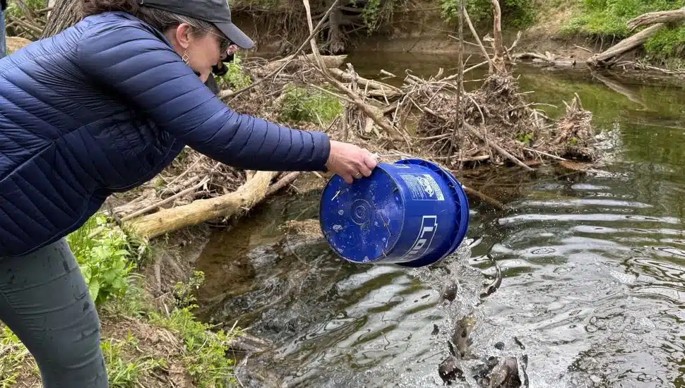 Woman tosses bucket of trout into creek water.