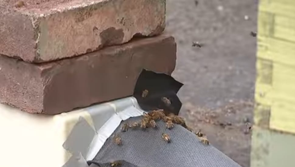 A device near a South Philly sewer with several bees surrounding it.